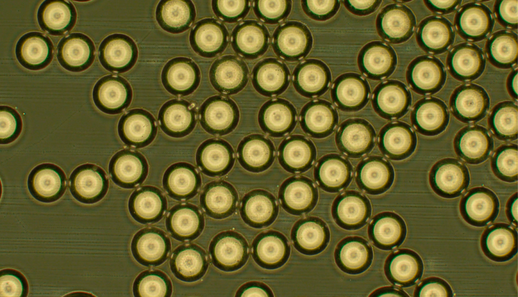 BEHZSAZ-Droplets Uniform droplets made using microfluidics, BEHZSAZ